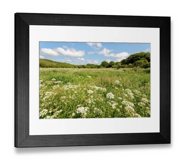 Framed Print : Hemlock water-dropwort (Oenanthe crocata) dense stand flowering in marshland bordering Loe Pool, Porthleven, The Lizard, Cornwall, England, UK. June Framed Print : Hemlock water-dropwort (Oenanthe crocata) dense stand flowering in marshland bordering Loe Pool, Porthleven, The Lizard, Cornwall, England, UK. June