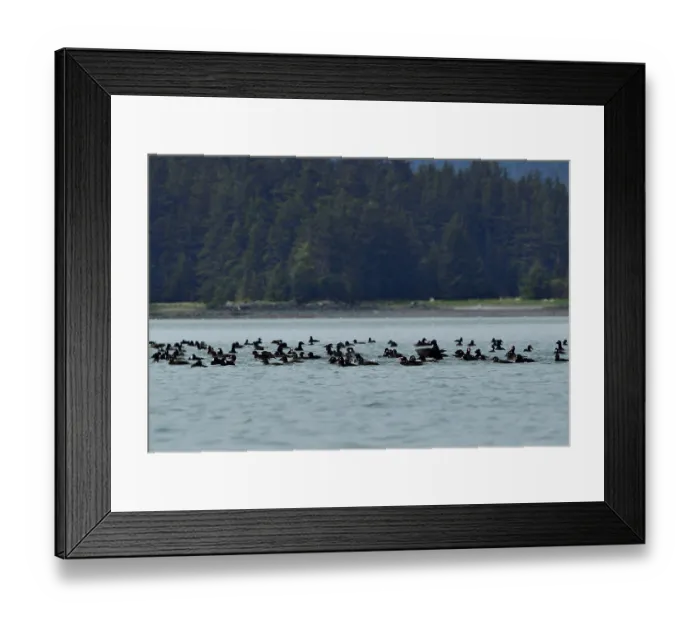 Framed Print : Surf scoters (Melanitta perspicillata) flock on water, Juneau, Alaska, USA. May Framed Print : Surf scoters (Melanitta perspicillata) flock on water, Juneau, Alaska, USA. May