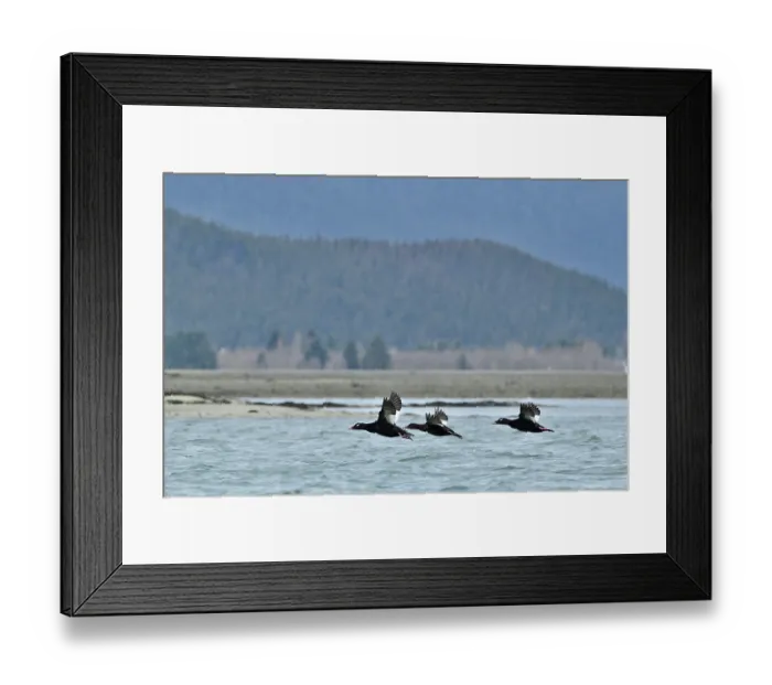 Framed Print : Three White winged scoters (Melanitta fusca) in flight, Lynn Canal, Juneau, Alaska, USA. May Framed Print : Three White winged scoters (Melanitta fusca) in flight, Lynn Canal, Juneau, Alaska, USA. May