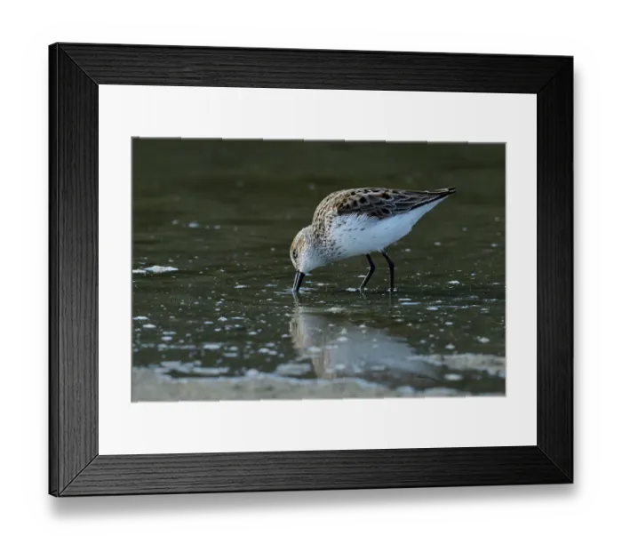 Framed Print : Western sandpiper (Calidris mauri) feeding in shallow water, Mendenhall Wetlands, Juneau, Alaska, USA. May Framed Print : Western sandpiper (Calidris mauri) feeding in shallow water, Mendenhall Wetlands, Juneau, Alaska, USA. May