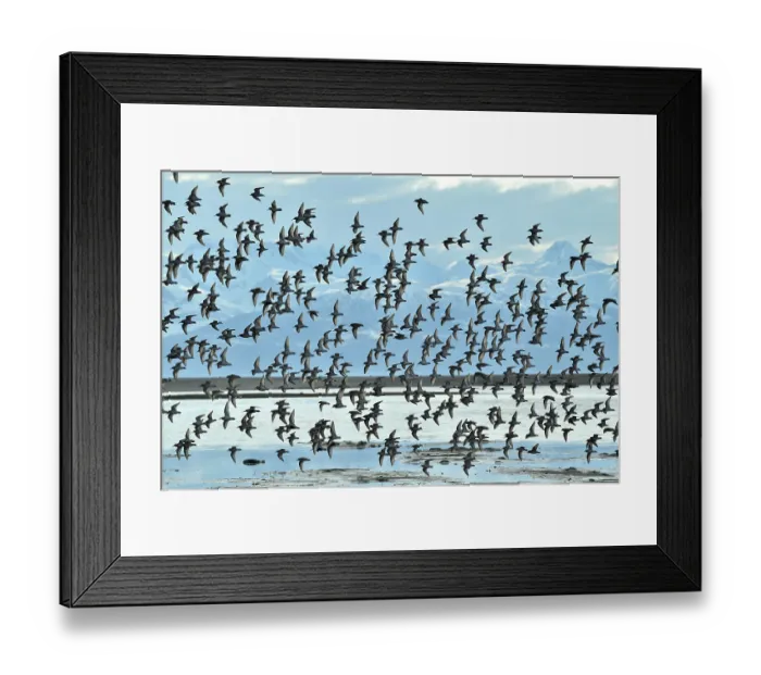 Framed Print : Western sandpipers (Calidris mauri) flock in flight on migration to Arctic breeding grounds, Eagle Flats, with the Chilkat Mountains beyond, nr Juneau, Alaska, USA. May Framed Print : Western sandpipers (Calidris mauri) flock in flight on migration to Arctic breeding grounds, Eagle Flats, with the Chilkat Mountains beyond, nr Juneau, Alaska, USA. May