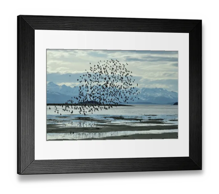 Framed Print : Western sandpipers (Calidris mauri) flock in flight on migration to Arctic breeding grounds, Eagle Flats, with the Chilkat Mountains beyond, nr Juneau, Alaska, USA. May Framed Print : Western sandpipers (Calidris mauri) flock in flight on migration to Arctic breeding grounds, Eagle Flats, with the Chilkat Mountains beyond, nr Juneau, Alaska, USA. May