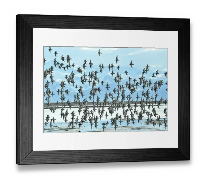 Framed Print : Western sandpipers (Calidris mauri) flock in flight on migration to Arctic breeding grounds, Eagle Flats, with the Chilkat Mountains beyond, nr Juneau, Alaska, USA. May Framed Print : Western sandpipers (Calidris mauri) flock in flight on migration to Arctic breeding grounds, Eagle Flats, with the Chilkat Mountains beyond, nr Juneau, Alaska, USA. May