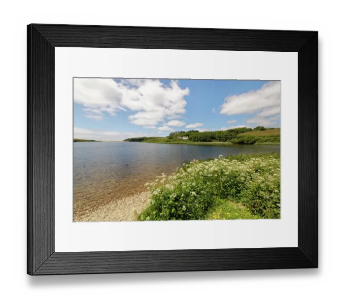 Framed Print : Hemlock water-dropwort (Oenanthe crocata) dense stand flowering by the shore of Loe Pool, Porthleven, The Lizard, Cornwall, England, UK. June Framed Print : Hemlock water-dropwort (Oenanthe crocata) dense stand flowering by the shore of Loe Pool, Porthleven, The Lizard, Cornwall, England, UK. June
