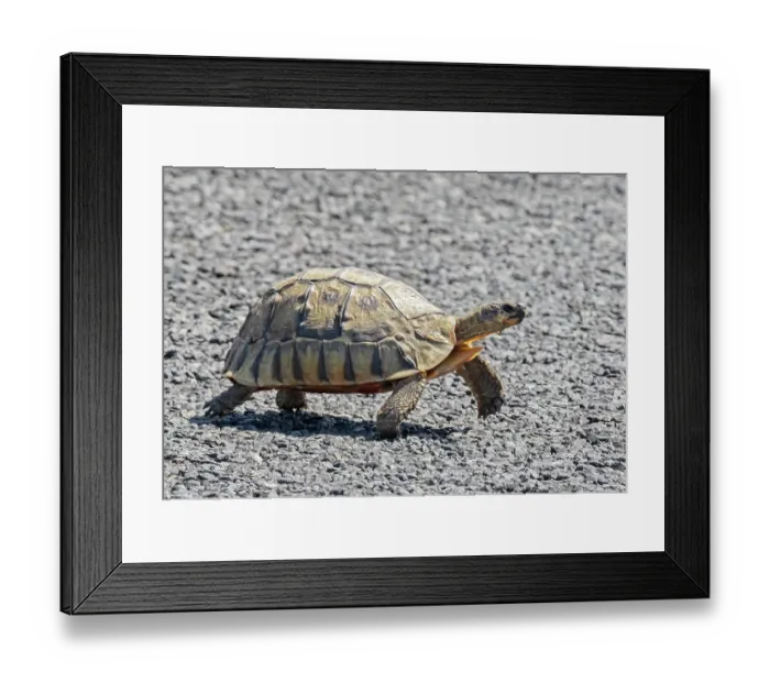 Framed Print : Angulate tortoise (Chersina angulata) walking across a road, West Coast National Park, Langebaan, Cape Province, South Africa