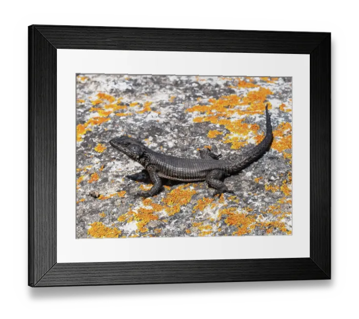 Framed Print : Black girdled lizard (Cordylus niger) basking on a lichen covered rock, West Coast National Park, Langebaan, Cape Province, South Africa Framed Print : Black girdled lizard (Cordylus niger) basking on a lichen covered rock, West Coast National Park, Langebaan, Cape Province, South Africa