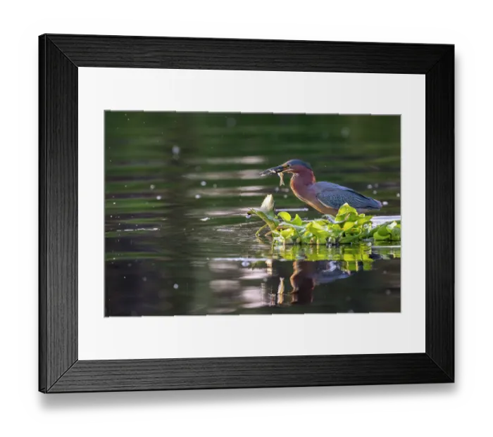 Framed Print : Green heron (Butorides virescens) perched on raft of Water hyacinth (Pontederia crassipes) on a canal, Xochimilco, Mexico City, Mexico Framed Print : Green heron (Butorides virescens) perched on raft of Water hyacinth (Pontederia crassipes) on a canal, Xochimilco, Mexico City, Mexico