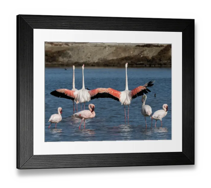 Framed Print : Greater flamingos (Phoenicopterus roseus) and Lesser flamingos (Phoeniconaias minor) flocking together on a saltpan with Greater flamingos stretching their wings, Berg River Framed Print : Greater flamingos (Phoenicopterus roseus) and Lesser flamingos (Phoeniconaias minor) flocking together on a saltpan with Greater flamingos stretching their wings, Berg River