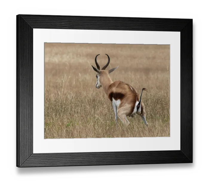 Framed Print : Springbok (Antidorcas marsupialis) male, squatting to urinate, West Coast National Park, Langebaan, Cape Province, South Africa Framed Print : Springbok (Antidorcas marsupialis) male, squatting to urinate, West Coast National Park, Langebaan, Cape Province, South Africa