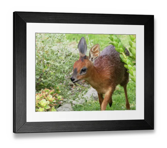 Framed Print : Cape grysbok (Raphicerus melanotis) female, walking through a garden, Malgas, Cape Province, South Africa Framed Print : Cape grysbok (Raphicerus melanotis) female, walking through a garden, Malgas, Cape Province, South Africa