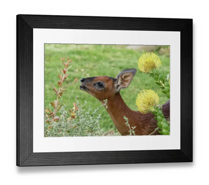 Framed Print : Cape grysbok (Raphicerus melanotis) female, feeding on flower heads in a garden, Malgas, Cape Province, South Africa Framed Print : Cape grysbok (Raphicerus melanotis) female, feeding on flower heads in a garden, Malgas, Cape Province, South Africa