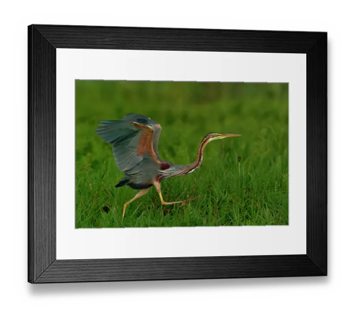 Framed Print : Purple heron (Ardea purpurea) running, Uganda Framed Print : Purple heron (Ardea purpurea) running, Uganda