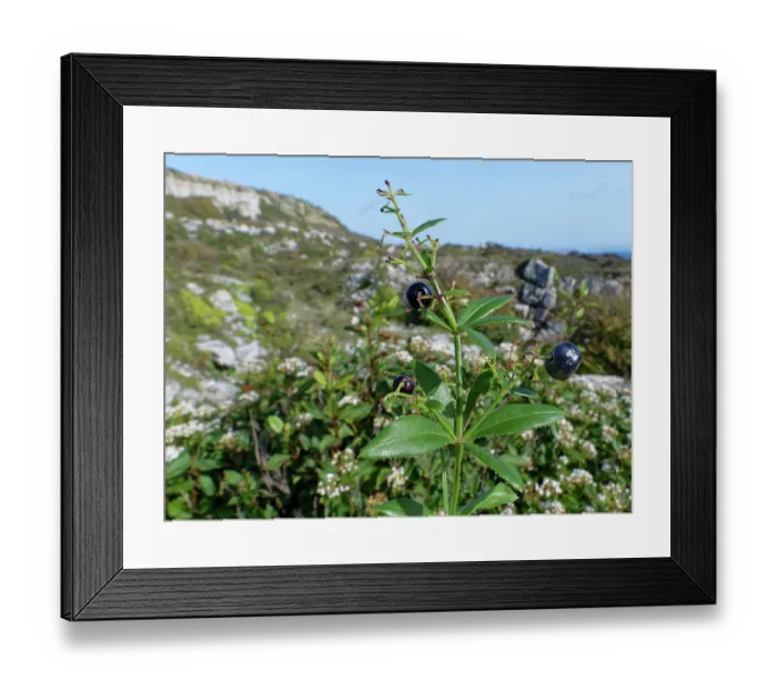 Framed Print : Wild madder (Rubia peregrina) with ripe black berries growing among scrub on coastal limestone boulder field, Isle of Portland, Dorset, England, UK. October Framed Print : Wild madder (Rubia peregrina) with ripe black berries growing among scrub on coastal limestone boulder field, Isle of Portland, Dorset, England, UK. October