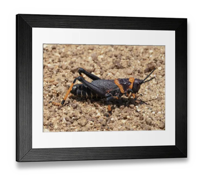 Framed Print : Koppie foam grasshopper (Dictyophorus spumans) walking across a stony track, West Coast National Park, Langebaan, Cape Province, South Africa Framed Print : Koppie foam grasshopper (Dictyophorus spumans) walking across a stony track, West Coast National Park, Langebaan, Cape Province, South Africa