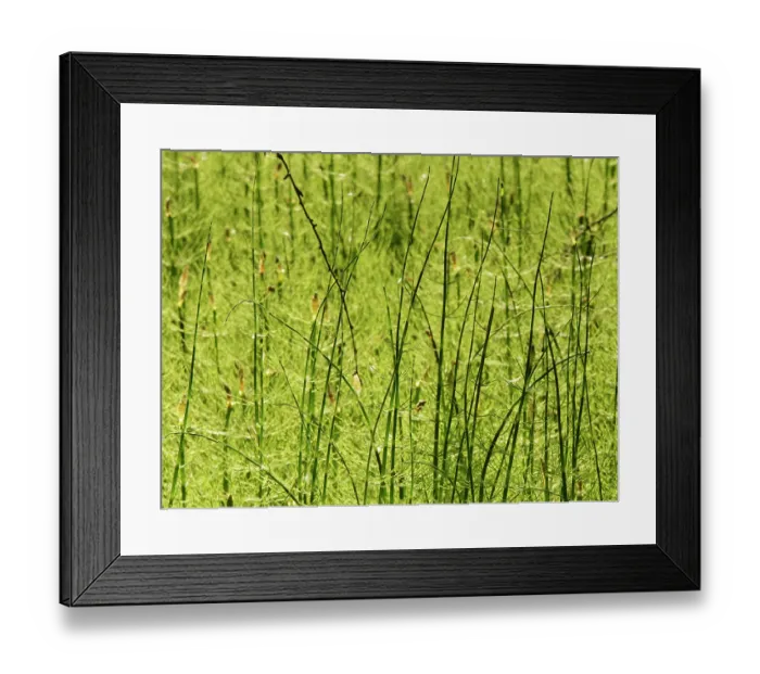 Framed Print : Water horsetail (Equisetum fluviatile) dense stand of sterile stems in a shallow lake margin, Cannop Bridge Marsh, Forest of Dean, Gloucestershire, England, UK. June Framed Print : Water horsetail (Equisetum fluviatile) dense stand of sterile stems in a shallow lake margin, Cannop Bridge Marsh, Forest of Dean, Gloucestershire, England, UK. June