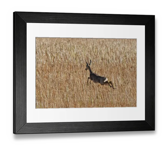 Framed Print : Steenbok (Raphicerus campestris) running through a wheat field, Malgas, Cape Province, South Africa Framed Print : Steenbok (Raphicerus campestris) running through a wheat field, Malgas, Cape Province, South Africa