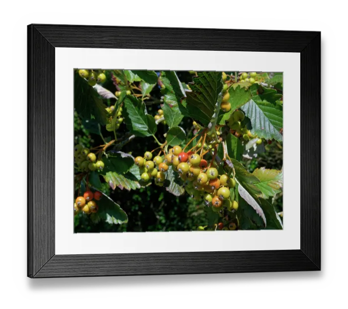 Framed Print : Common whitebeam (Sorbus aria) berries ripening on tree, Dorset, England, UK. August Framed Print : Common whitebeam (Sorbus aria) berries ripening on tree, Dorset, England, UK. August