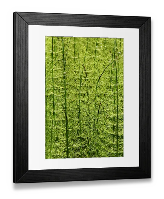 Framed Print : Water horsetail (Equisetum fluviatile) dense stand of sterile stems in a shallow lake margin, Cannop Bridge Marsh, Forest of Dean, Gloucestershire, England, UK. June Framed Print : Water horsetail (Equisetum fluviatile) dense stand of sterile stems in a shallow lake margin, Cannop Bridge Marsh, Forest of Dean, Gloucestershire, England, UK. June