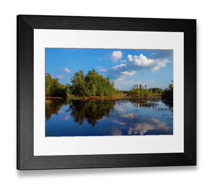 Framed Print : Trees and clouds reflecting in man-made ponds, wetland habitat, Lusatia, Saxony, Germany. September, 2016 Framed Print : Trees and clouds reflecting in man-made ponds, wetland habitat, Lusatia, Saxony, Germany. September, 2016