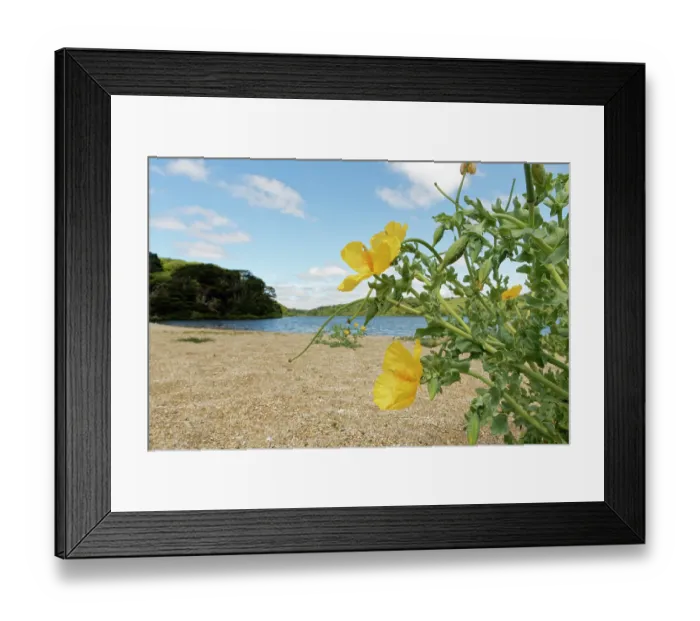 Framed Print : Yellow horned poppy (Glaucium flavum) clumps flowering on Loe Bar beach beside Loe Pool, Porthleven, The Lizard, Cornwall, UK. June Framed Print : Yellow horned poppy (Glaucium flavum) clumps flowering on Loe Bar beach beside Loe Pool, Porthleven, The Lizard, Cornwall, UK. June
