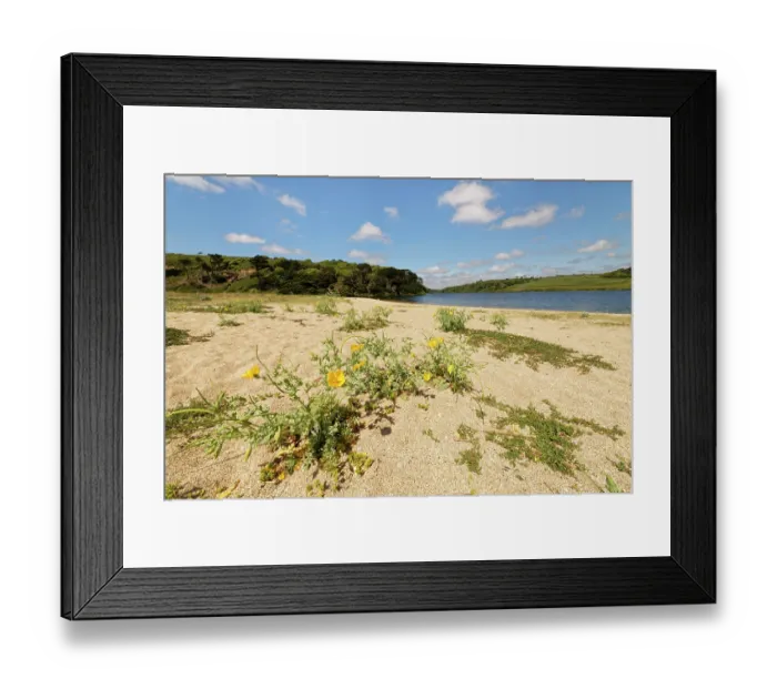 Framed Print : Yellow horned poppy (Glaucium flavum) clumps flowering on Loe Bar beach beside Loe Pool, Porthleven, The Lizard, Cornwall, UK. June Framed Print : Yellow horned poppy (Glaucium flavum) clumps flowering on Loe Bar beach beside Loe Pool, Porthleven, The Lizard, Cornwall, UK. June