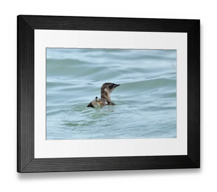 Framed Print : Marbled murrelet (Brachyramphus marmoratus) on water, Lynn Canal, Juneau, Alaska, USA. May Framed Print : Marbled murrelet (Brachyramphus marmoratus) on water, Lynn Canal, Juneau, Alaska, USA. May