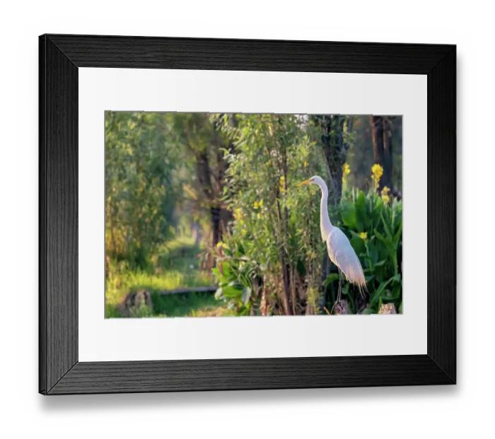 Framed Print : Great egret (Ardea alba) perched on an old Willow tree stump at edge of canal, Xochimilco, Mexico City, Mexico Framed Print : Great egret (Ardea alba) perched on an old Willow tree stump at edge of canal, Xochimilco, Mexico City, Mexico