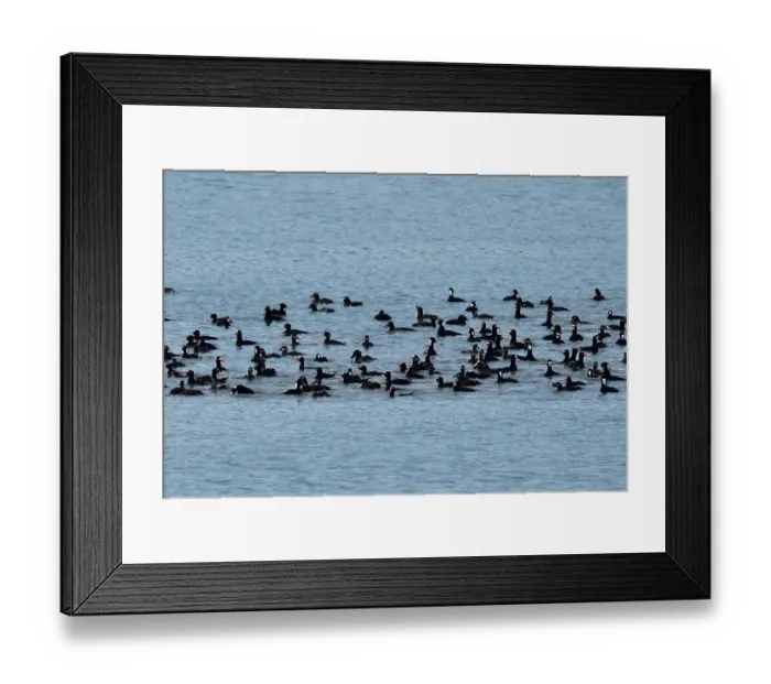 Framed Print : Surf scoters (Melanitta perspicillata) flock on water, Juneau, Alaska, USA. May Framed Print : Surf scoters (Melanitta perspicillata) flock on water, Juneau, Alaska, USA. May