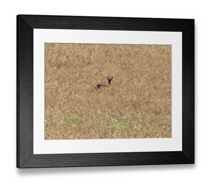 Framed Print : Steenbok (Raphicerus campestris) hiding in a wheat field, Malgas, Cape Province, South Africa Framed Print : Steenbok (Raphicerus campestris) hiding in a wheat field, Malgas, Cape Province, South Africa