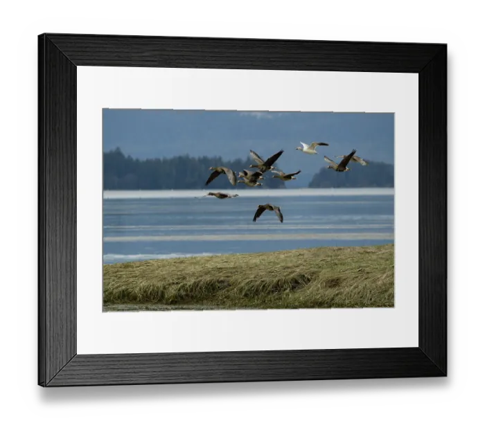 Framed Print : White fronted geese (Anser albifrons) flock and single Snow goose (Chen caerulescens) in flight, on migration over Mendenhall Wetlands, Juneau, Alaska, USA. May Framed Print : White fronted geese (Anser albifrons) flock and single Snow goose (Chen caerulescens) in flight, on migration over Mendenhall Wetlands, Juneau, Alaska, USA. May