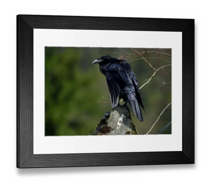 Framed Print : Raven (Corvus corax) perched on stone pillar, Juneau, Alaska, USA. May Framed Print : Raven (Corvus corax) perched on stone pillar, Juneau, Alaska, USA. May