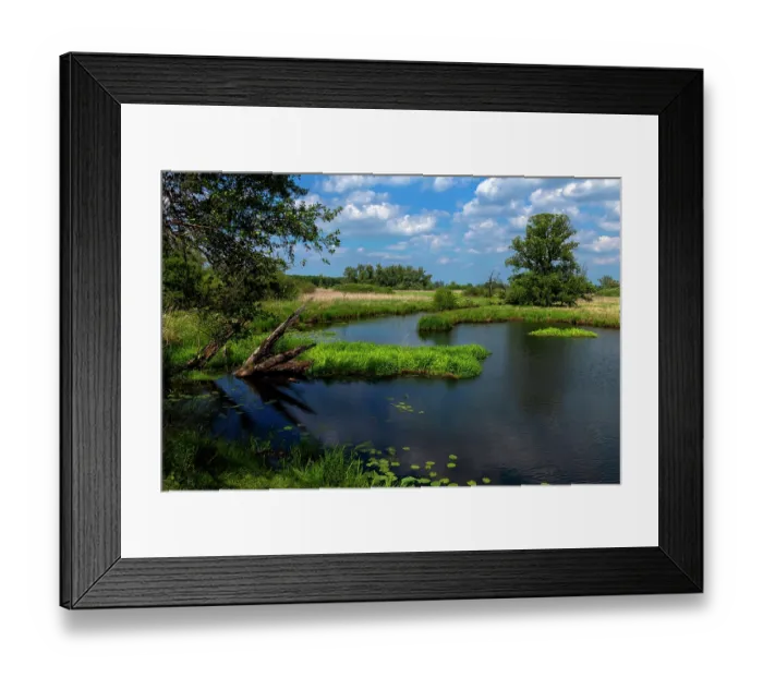 Framed Print : Reeds, trees and dead wood along River Oder and tributaries, Lower Oder Valley National Park, Brandenburg, Germany. June, 2019 Framed Print : Reeds, trees and dead wood along River Oder and tributaries, Lower Oder Valley National Park, Brandenburg, Germany. June, 2019