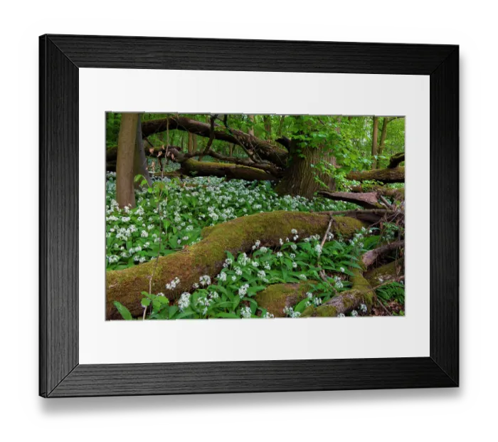 Framed Print : Wild garlic (Allium ursinum) in flower in deciduous forest with dead trees on forest floor in spring, Hesse, Germany. April Framed Print : Wild garlic (Allium ursinum) in flower in deciduous forest with dead trees on forest floor in spring, Hesse, Germany. April