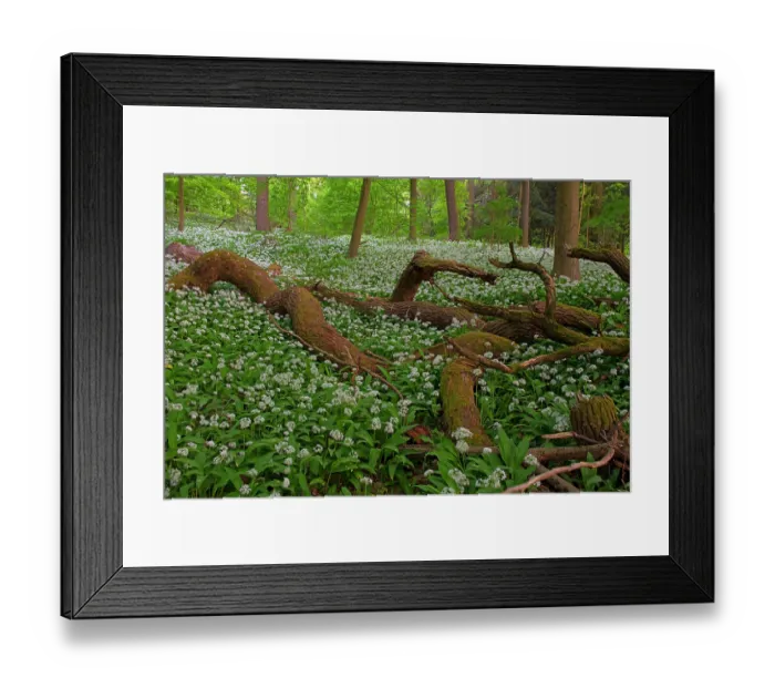 Framed Print : Wild garlic (Allium ursinum) in flower in deciduous forest with dead trees on forest floor in spring, Hesse, Germany. April Framed Print : Wild garlic (Allium ursinum) in flower in deciduous forest with dead trees on forest floor in spring, Hesse, Germany. April
