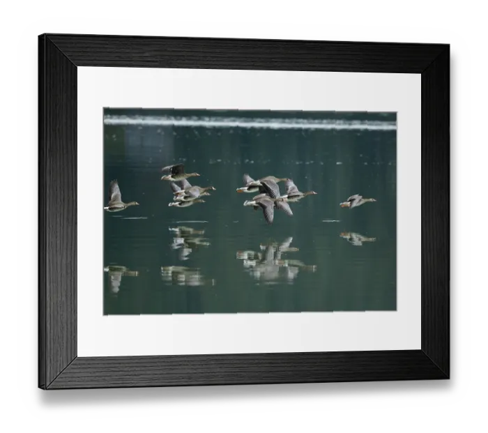 Framed Print : White fronted geese (Anser albifrons) flock in flight, on migration over Mendenhall Wetlands, Juneau, Alaska, USA. May