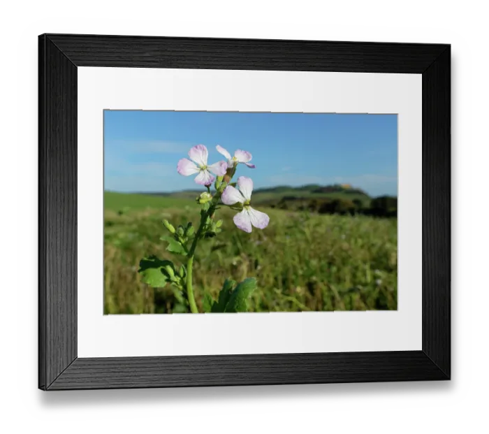 Framed Print : Fodder radish (Raphanus sativus oleiformis) flowering in a game cover crop, Dorset, England, UK. October Framed Print : Fodder radish (Raphanus sativus oleiformis) flowering in a game cover crop, Dorset, England, UK. October