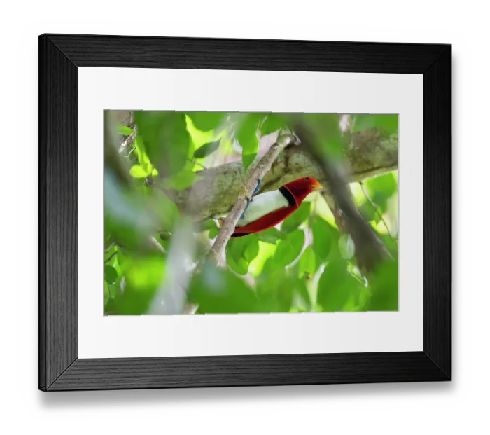 Framed Print : RF - King bird of paradise (Cicinnurus regius) male, perched on branch, Malagufuk, West Papua. (This image may be licensed either as rights managed or royalty free.) Framed Print : RF - King bird of paradise (Cicinnurus regius) male, perched on branch, Malagufuk, West Papua. (This image may be licensed either as rights managed or royalty free.)
