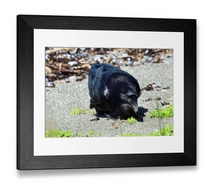 Framed Print : Raven (Corvus corax) collecting fallen pine seeds from beach, Juneau, Alaska, USA. May Framed Print : Raven (Corvus corax) collecting fallen pine seeds from beach, Juneau, Alaska, USA. May