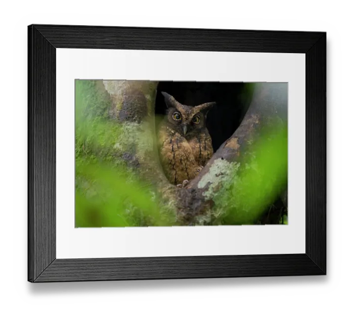 Framed Print : Tawny-bellied screech owl (Megascops watsonii) perched at entrance to nest hole in tree cavity, Yasuni National Park, Orellana, Ecuador Framed Print : Tawny-bellied screech owl (Megascops watsonii) perched at entrance to nest hole in tree cavity, Yasuni National Park, Orellana, Ecuador