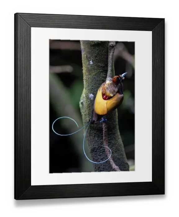 Framed Print : RF - Magnificent bird of paradise (Diphyllodes magnificus) male, perched on branch, Arfak, West Papua. (This image may be licensed either as rights managed or royalty free.) Framed Print : RF - Magnificent bird of paradise (Diphyllodes magnificus) male, perched on branch, Arfak, West Papua. (This image may be licensed either as rights managed or royalty free.)