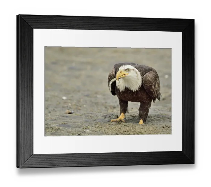 Framed Print : Bald eagle (Haliaeetus leucocephalus) feeding on Eulachon (Candlefish), Mendenhall Wetlands, Juneau, Alaska, USA. May Framed Print : Bald eagle (Haliaeetus leucocephalus) feeding on Eulachon (Candlefish), Mendenhall Wetlands, Juneau, Alaska, USA. May