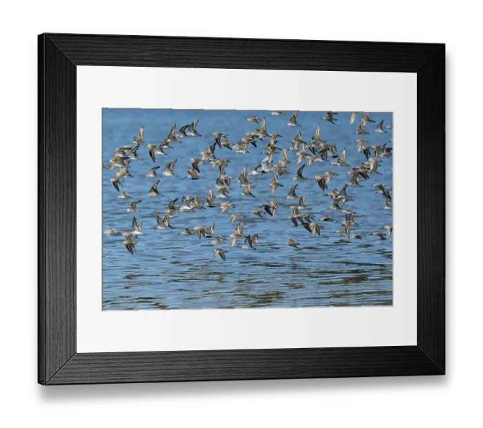 Framed Print : Western sandpipers (Calidris mauri) flock in flight on migration to Arctic breeding grounds, Lynn Canal, nr Juneau, Alaska, USA. May Framed Print : Western sandpipers (Calidris mauri) flock in flight on migration to Arctic breeding grounds, Lynn Canal, nr Juneau, Alaska, USA. May
