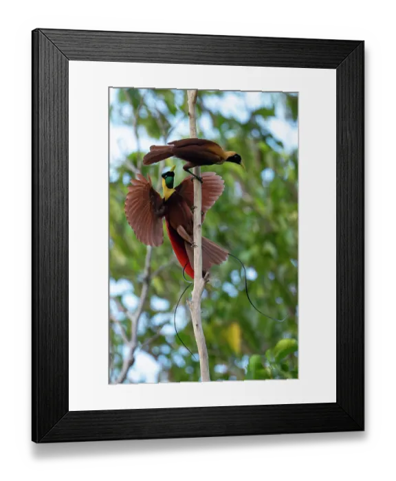 Framed Print : RF - Red bird of paradise (Paradisaea rubra) male, perched on dead branch displaying to female, Waigeo Island, Raja Ampat, West Papua, Indonesia