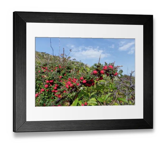 Framed Print : Entire-leaved cotoneaster (Cotoneaster integrifolius) an invasive species, with masses of red berries growing in an abandoned quarry, Isle of Portland, Dorset, UK. October Framed Print : Entire-leaved cotoneaster (Cotoneaster integrifolius) an invasive species, with masses of red berries growing in an abandoned quarry, Isle of Portland, Dorset, UK. October