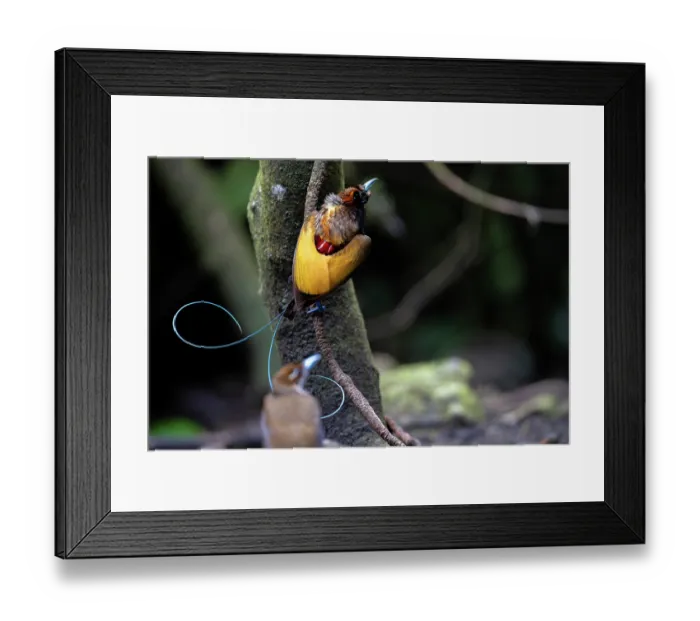 Framed Print : RF - Magnificent bird of paradise (Diphyllodes magnificus) male perched on branch with female below, Arfak, West Papua Framed Print : RF - Magnificent bird of paradise (Diphyllodes magnificus) male perched on branch with female below, Arfak, West Papua