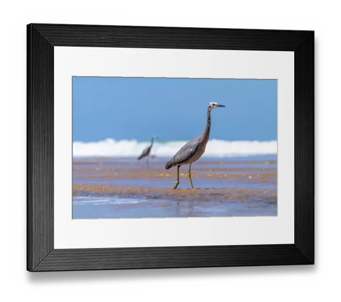 Framed Print : Two White-faced herons (Egretta novaehollandiae) walking through shallow water on beach, Skenes Creek, Victoria, Australia Framed Print : Two White-faced herons (Egretta novaehollandiae) walking through shallow water on beach, Skenes Creek, Victoria, Australia