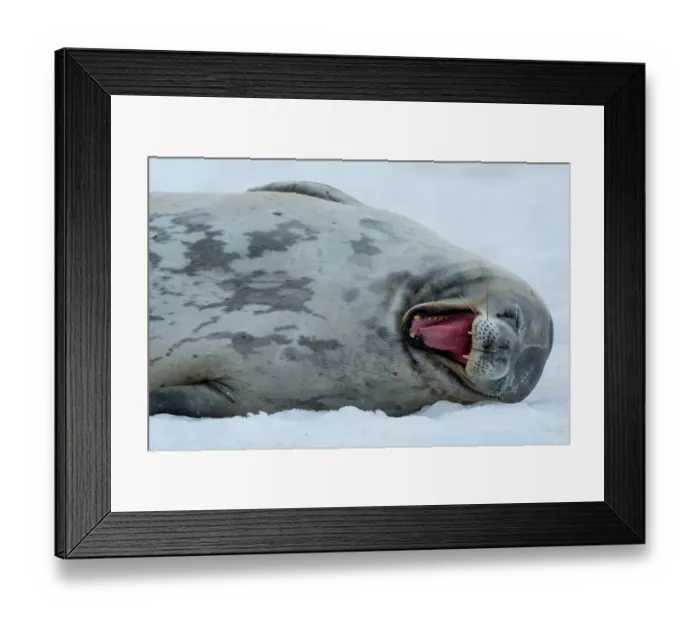 Framed Print : RF - Weddell seal (Leptonychotes weddellii) resting on an iceberg, yawning, Antarctic Peninsula, Antarctica. (This image may be licensed either as rights managed or royalty free.) Framed Print : RF - Weddell seal (Leptonychotes weddellii) resting on an iceberg, yawning, Antarctic Peninsula, Antarctica. (This image may be licensed either as rights managed or royalty free.)