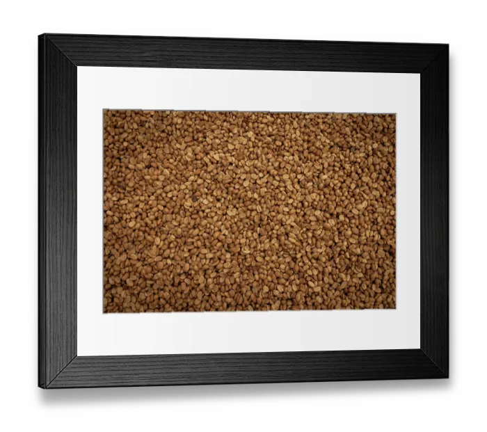 Framed Print : Raw coffee, Sierra Nevada de Santa Marta, Colombia. November, 2021 Framed Print : Raw coffee, Sierra Nevada de Santa Marta, Colombia. November, 2021
