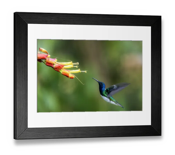 Framed Print : White-necked jacobin (Florisuga mellivora) flying towards flower, Sierra Nevada de Santa Marta, Colombia Framed Print : White-necked jacobin (Florisuga mellivora) flying towards flower, Sierra Nevada de Santa Marta, Colombia
