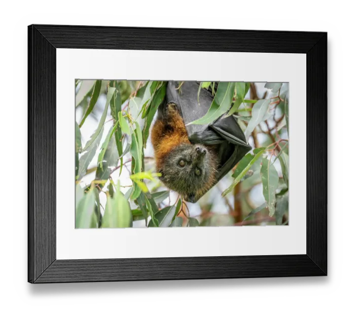 Framed Print : Grey-headed flying-fox (Pteropus poliocephalus) hanging from a tree branch, Myuna Wetlands, Doveton (on Bunurong Country), Victoria, Australia Framed Print : Grey-headed flying-fox (Pteropus poliocephalus) hanging from a tree branch, Myuna Wetlands, Doveton (on Bunurong Country), Victoria, Australia